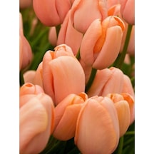 10 Adet Hollanda Lale Soğanı Somon N11.24963