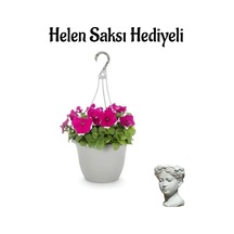Anneler Gününe Özel Pembe Renk Askılı Petunya Bitkisi Helen Saksı Hediyeli
