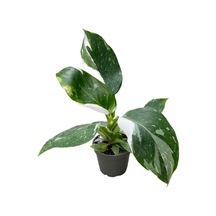 Philodendron 'white Wizard'