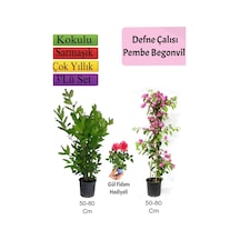 Duranta Çalısı+ Pembe Begonvil+ Tül Çiçeği Hediyeli