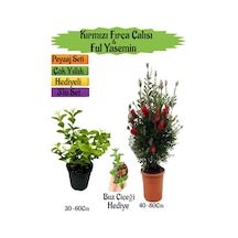 Kırmızı Fırça Çalısı+kokulu Ful Yasemin+buz Çiçeği Hediyeli Peyzaj Seti