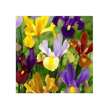 Golden Beauty Iris Süsen Karışık Renkli Soğanı 20 Adet Standart