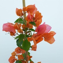 Videolu Turuncu Begonvil 90- 110 Cm 1 Adet Saksılı Çiçekli Bahçe Teras Bitkisi Bougainvillea