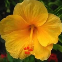 Videolu Sarı Japon Gülü Çiçeği Fidanı 25-40 Cm Saksılı Çiçekli Bodur Bitkiler Japanese Rose
