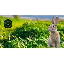 Poly Kemirgen Doğal Kuru Yonca Kemirgen Otu-tavşan-ginepig-hamster 2000 Gr