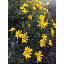 Sarı Çalı Papatyası 25-40 Cm Saksılı Çiçekli Bodur Bitkiler Euryops Pectinatus