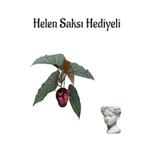 Kırmızı Çiçekli Çilli Begonya Çiçeği Sevgililer Gününe Özel Helen Saksı Hediyeli
