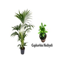 Videolu Areka Salon Palmiyesi 80-100cm 1 Adet Saksılı Beyaz Euphorbia Hediyeli İç Mekan Bitkisi