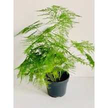 Yeşil Renk Tül Kuşkonmaz Çiçeği 15-30cm İç Mekan Salon Çiçeği
