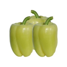 Angel Trumpet Çiçeği Tohumu Melek Borozanı Çiçek Tohumu 5 Adet