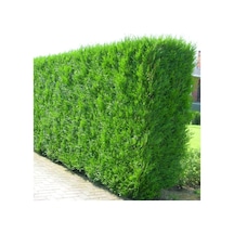Yeşil Mazı Çit Bitkisi 3 Adet 80-100 Cm 4-5 Yaş Thuja Orientalis