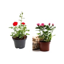 Videolu Kırmızı Ve Pembe Gül Fidanı 2 Adet Yediveren Saksılı 20-40 Cm Pink And Red Rose Sapling