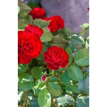 Aşılı Gül Fidanı Kokulu 10-20 Cm