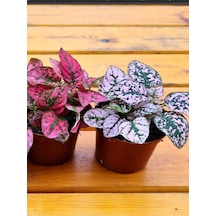 Kırmızı/pembe Hostes Çiçeği 10/15cm 2 Adet Saksılı İç Mekan Çiçeği Hypoestes