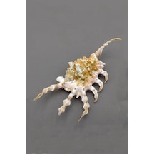 Scorpion Conch Akrep Deniz Kabuğu 10sc