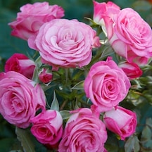 Tüplü Katmerli Kokulu Kordes Rosen Xenia Yediveren Soğuklara Dayanımlı Gül Fidanı