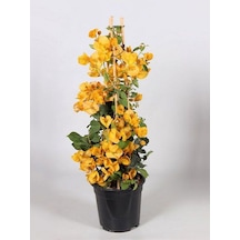 Sarı Begonvil 40 60 Cm 1 Adet Saksılı Çiçekli Iç/ Dış Mekan Bitkisi Bougainvillea Diğer