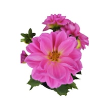 Yıldız Çiçeği Dahlia Pembe