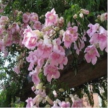 Campsis Radicans Acem Borusu Pembe 20-40 Cm
