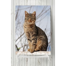 Kedi Hayvan Posteri