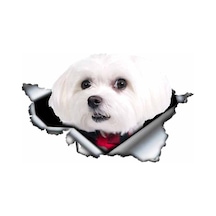 Sevimli Maltese Cinsi Köpek Araba Sticker Yapıştırması Model4