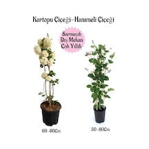 Kartopu Çiçeği 1 Adet +kokulu Hanımeli Çiçeği 1 Adet Saksılı Bahçe Peyzaj Seti