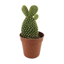 Opuntia Microdasys 'Pallida' (Kaktüs) Ø5,5 CM Y0-10 CM