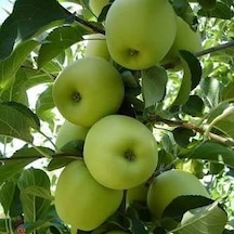 5 Yaş, Aşılı Elma Fidanı GOLDEN REİNDERS, Torbada, +120 Cm
