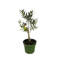 Olea Europaea (Zeytin Fidanı) Ø12 CM Y20-25 CM
