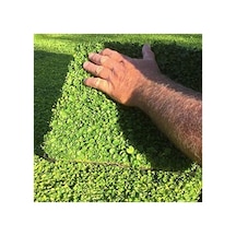 Dona Dayanıklı Fare Kulağı Tohumu, Dichondra Repens, 100 Adet