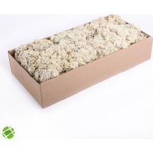 Trend Bahçe Reindeer Moss Beyaz Şoklanmış Norveç Yosunu 500 G