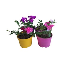 4'lü Set Mini Mine 2 Adet Mor 2 Adet Pembe Renkli 5-10 Cm