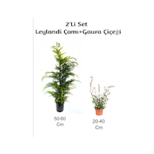 Leylandi Çamı+ Gaura Çiçeği 2'li Set Dış Mekan Bitkisi