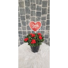 Kırmızı Ve Yeşil