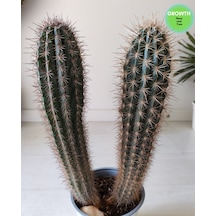 Pachycereus Pringlei Meksika Kaktüsü 35cm 1 Adet