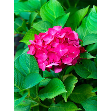 Videolu Özel Fuşya Renk Çiçekli Ortanca Fidanı 30-60 Cm Tüplü Çiçekli Bodur Bitkiler Hydrangea