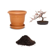 Ithal Cherry Blossom Bonzai Ağacı Tohumu Ekim Seti