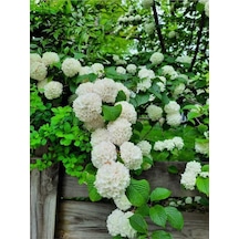Kartopu Çiçeği Tüplü 1 Adet Tüplü/ Saksılı 30-55 Cm Dış Mekan Bitkisi Viburnum Opulus