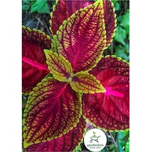 Yaprak Güzeli Çiçeği 1 Adet 10-20cm Coleus