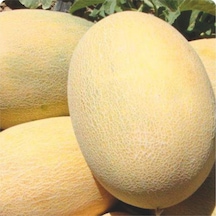 Yerli Ananas Kavun Tohumu 10 GR Ort 200 Tohum N11718