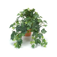 Hedera Helix Sarmaşığı Saksı Ofis Ev Ve Balkon Bitkisi