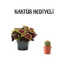 Renkli Yapraklı Yaprak-cam Güzeli Sevgililer Gününe Özel Kaktüs Hediyeli