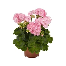 Pembiş Sardunya Çiçeği Fidesi Pembe Renk 10-20 Cm