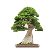 Bodur Bonsai Okaliptüs Ağacı Tohumu 5 Tohum + Tohum