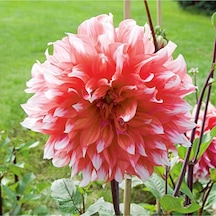 10adet Pembe Beyaz Renk Yıldız Çiçeği Dahlia Tohumu + 10 Adet Hediye Karışık Renk Gül Çiçek Tohumu