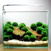 Marimo Moss Ball 3-4Cm Yosun Topu Canlı Bitki