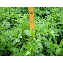 Yonca Tohumu Gea Yonca 1 KG İthal Yonca Tohumu Gea Yonca Tohumu