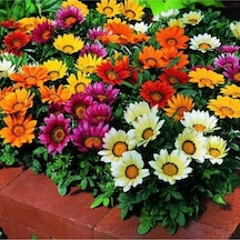 10 Adet Gazania Mix Flower Tohumu