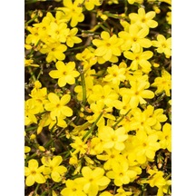 Sarı Yasemin Çiçeği Fıdanı 1 Adet 50-70 Cm Saksılı Dış Mekan Bitkisi Yellow Jasmine