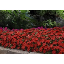 Cam Güzeli Çiçeği -impatiens Walleriana - Kırmızı 10 Adet